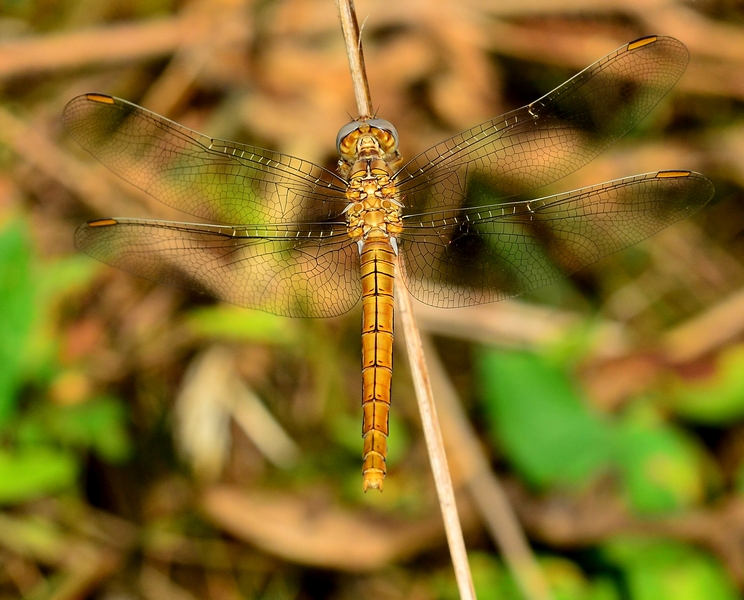 Orthetrum coerulescens femmina